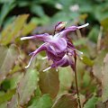 Epimedium grandiflorum 'Rose Queen'