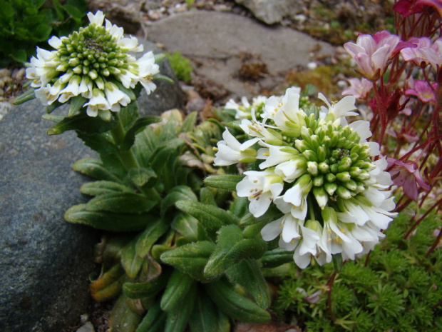 Draba ramosissima