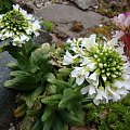 Draba ramosissima