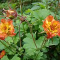 Geum 'Alabama Slammer'