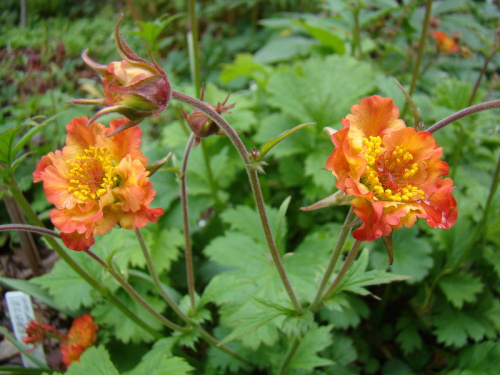 Geum 'Alabama Slammer'