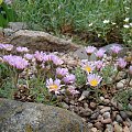 Erigeron trifidus