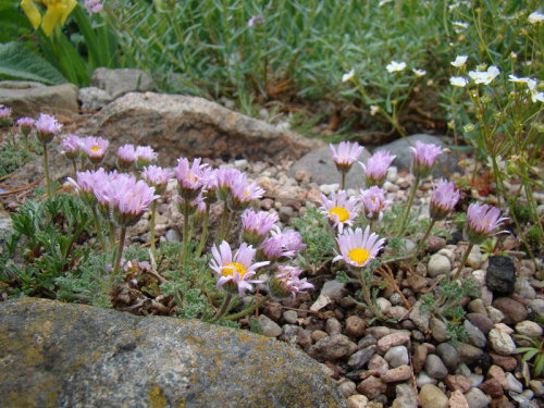 Erigeron trifidus