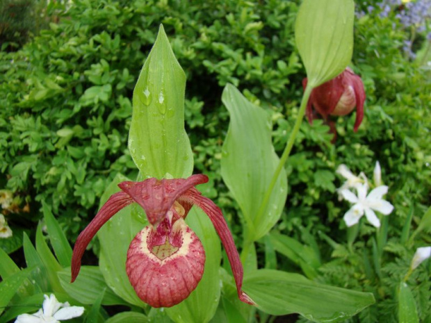 Cypripedium sp.