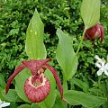 Cypripedium sp.