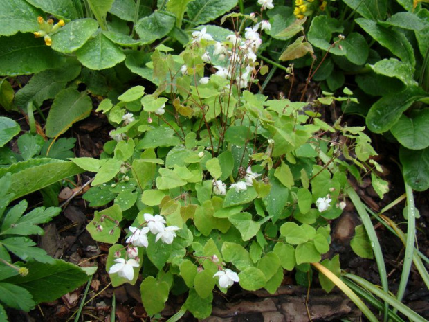 Epimedium 'Alabaster'