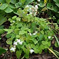 Epimedium 'Alabaster'