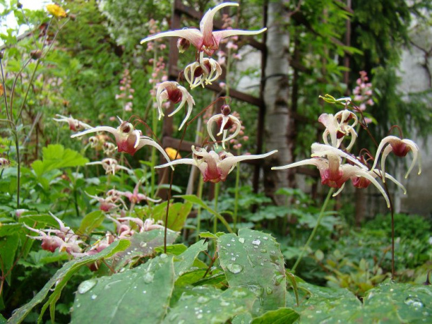 Epimedium 'Domino'