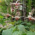 Epimedium 'Domino'