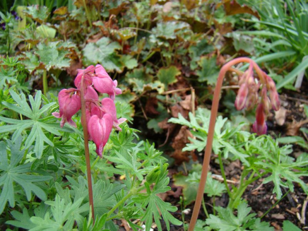 Dicentra 'Luxuriant'