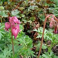 Dicentra 'Luxuriant'