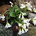 Haberlea rhodopensis 'Virginalis'