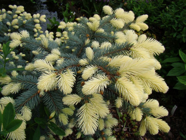 Picea pungens 'Białobok'