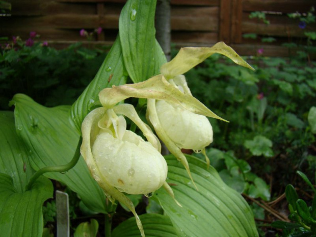 Cypripedium x ventricosum