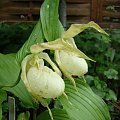 Cypripedium x ventricosum