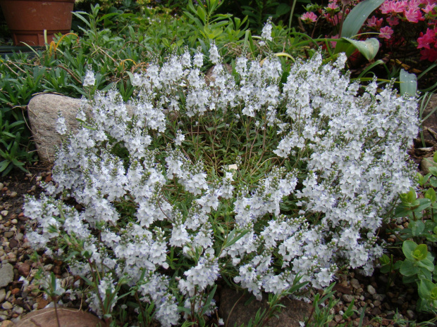 Veronica prostrata 'Alba'