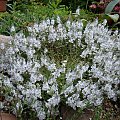 Veronica prostrata 'Alba'