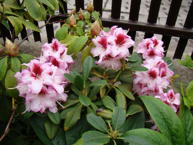 Rhododendron 'Cassata'