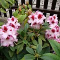 Rhododendron 'Cassata'