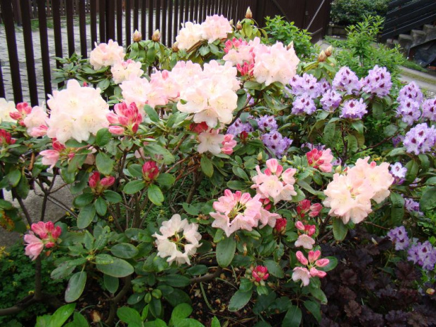 Rhododendron 'Lachsgold'