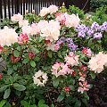 Rhododendron 'Lachsgold'