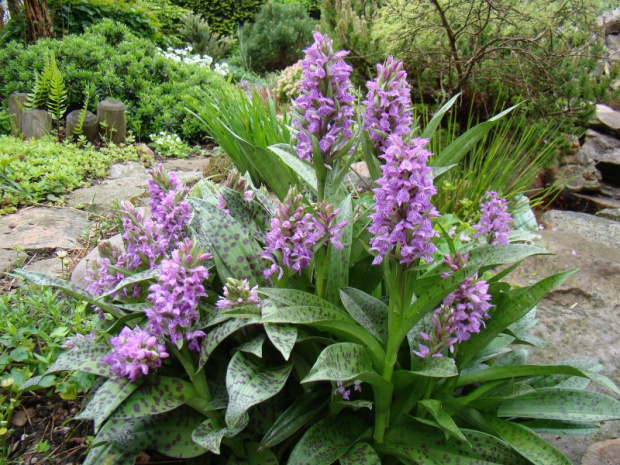 Dactylorhiza majalis