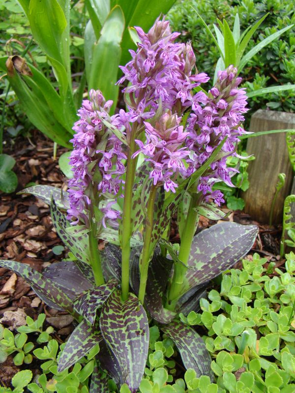 Dactylorhiza majalis