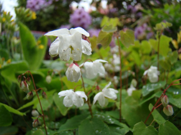 Epimedium 'Alabaster'