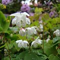 Epimedium 'Alabaster'