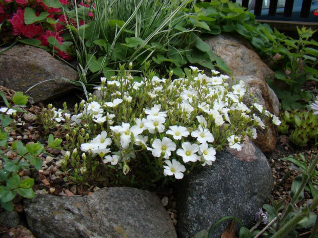 Arenaria montana