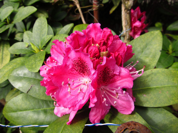 Rododendron