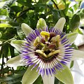 passiflora- dziś zakwitła