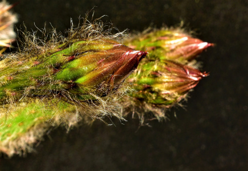 Echinopsis Eyriesa - RÓŻOWY