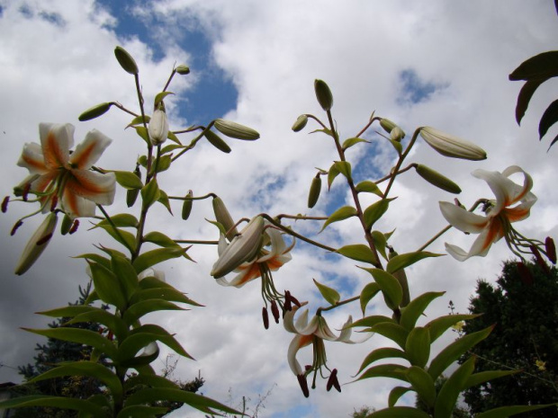 Lilium 'Lady Alice'