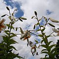 Lilium 'Lady Alice'