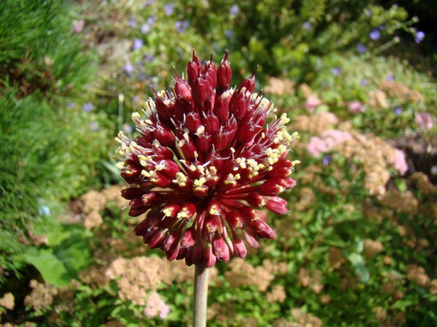 Allium amethystinum 'Red Mohican'