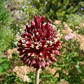 Allium amethystinum 'Red Mohican'