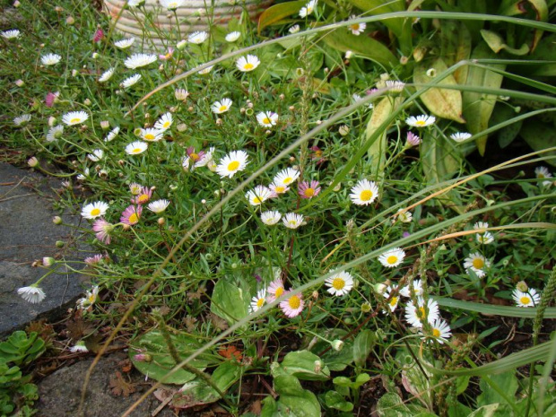 Erigeron karvinskianus