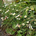 Erigeron karvinskianus