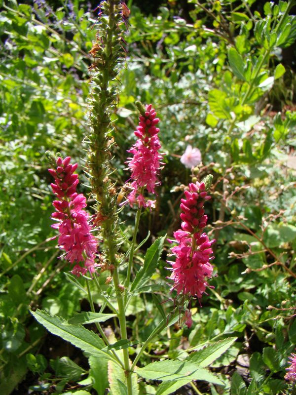 Veronica spicata 'Rotfuchs'