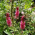 Veronica spicata 'Rotfuchs'