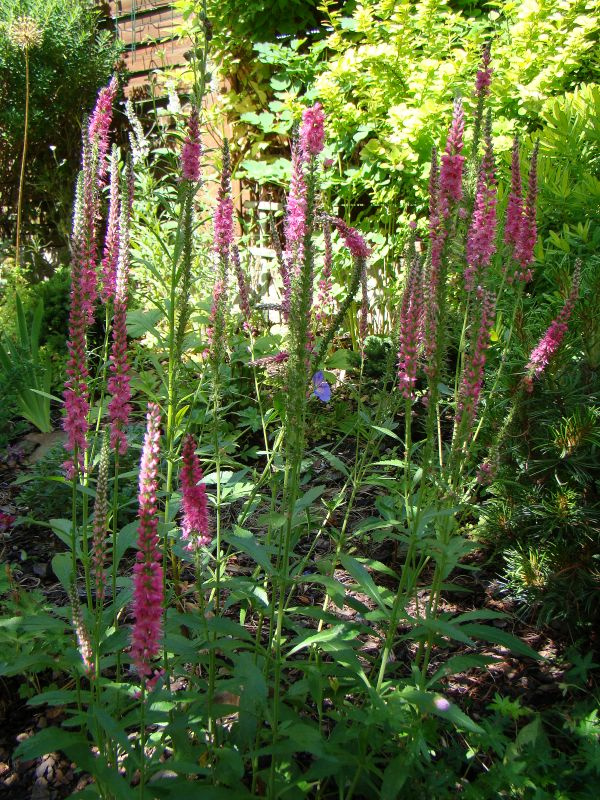 Veronica 'Red Fox'