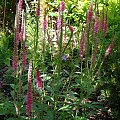 Veronica 'Red Fox'