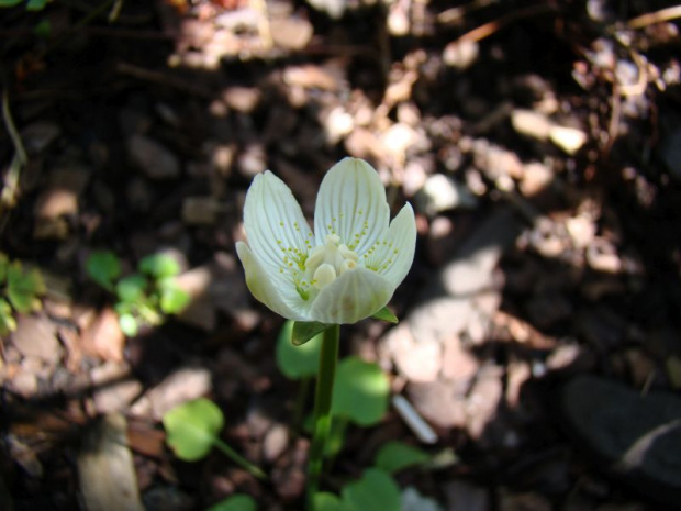 Parnassia palustris