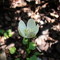 Parnassia palustris