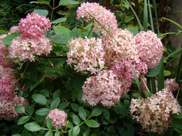 Hydrangea arborescens 'Ncha1' INVINCIBELLE ® SPIRIT