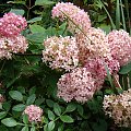 Hydrangea arborescens 'Ncha1' INVINCIBELLE ® SPIRIT