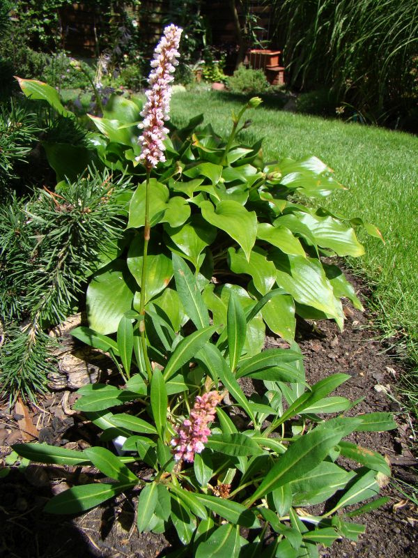 Polygonum affine 'Donald Lowndes'