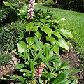 Polygonum affine 'Donald Lowndes'