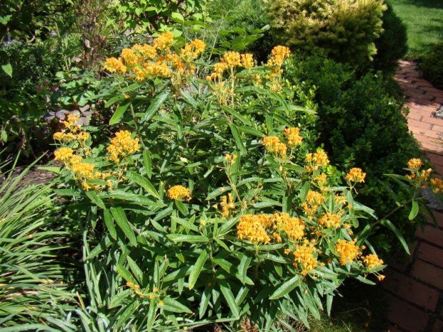 Asclepias tuberosa